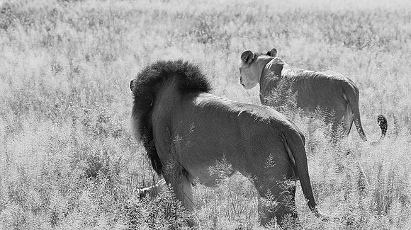 Central Kalahari