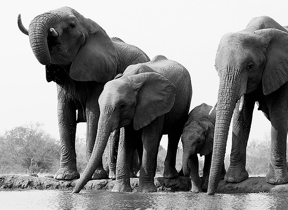 At Mashatu game reserve