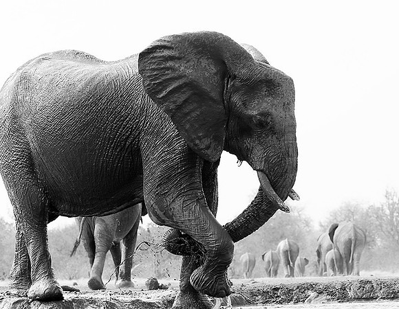 At Mashatu game reserve