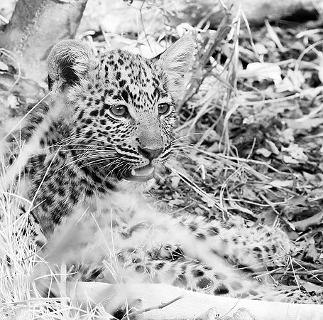 Abu concession - Delta Okavango