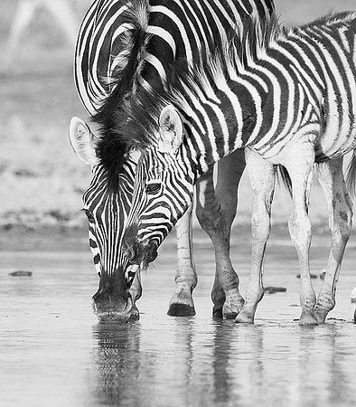 Makgadikgadi
