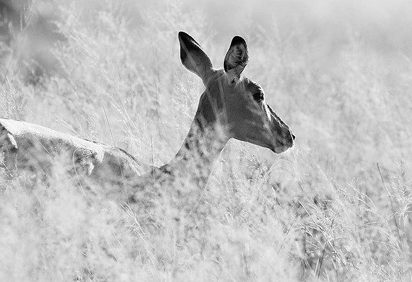 Impalas - delta of Okavango