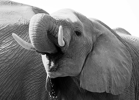 At Mashatu game reserve
