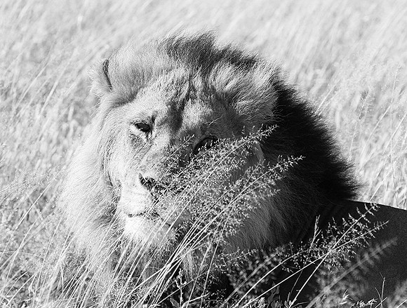 Central Kalahari