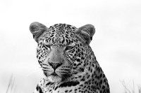 Abu - Delta of Okavango