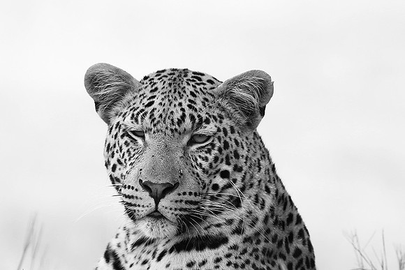 Abu - Delta of Okavango