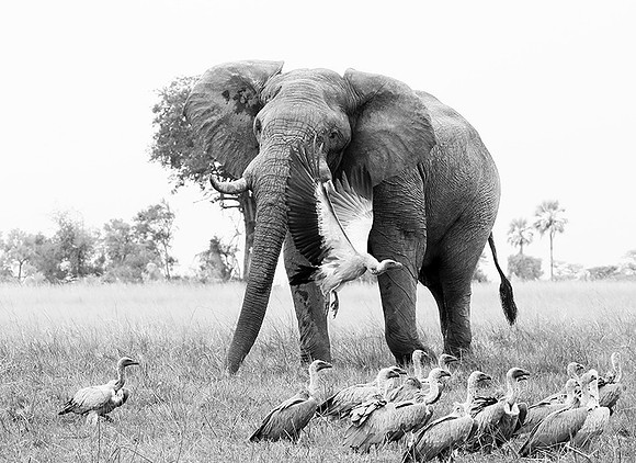 Delta of Okavango - Abu concession