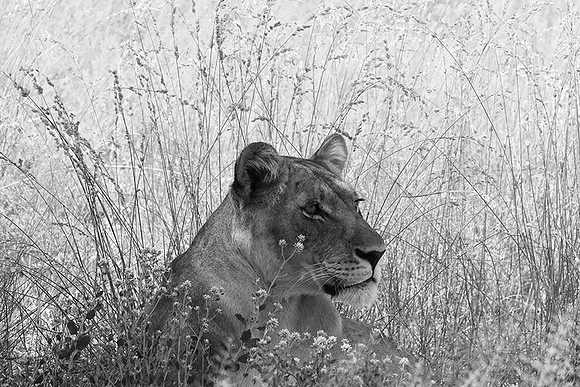 Central Kalahari