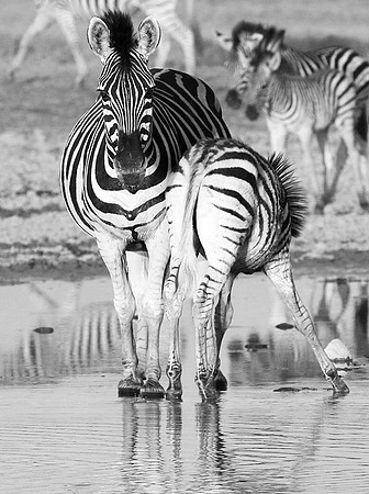 Makgadikgadi