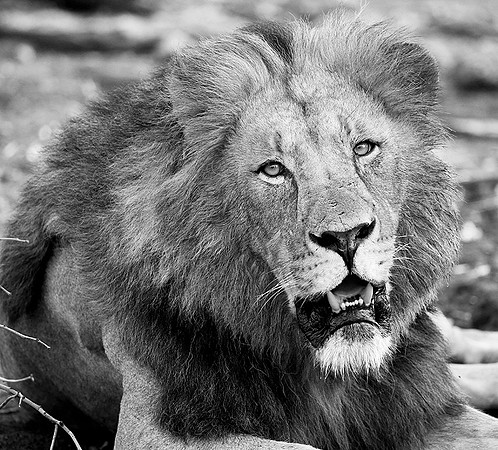 At Mashatu game reserve