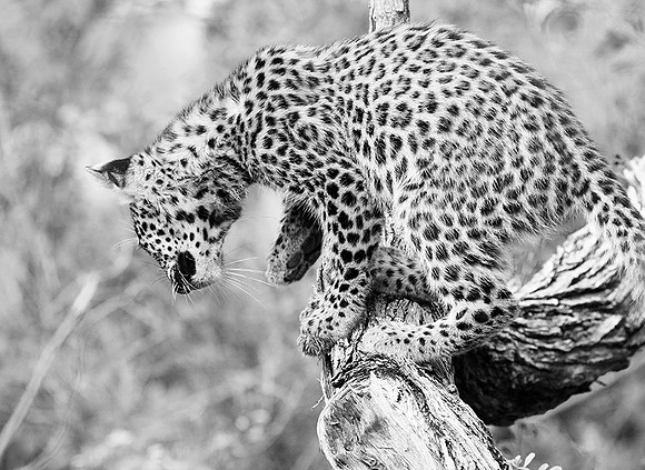 Bame's cub - Abu