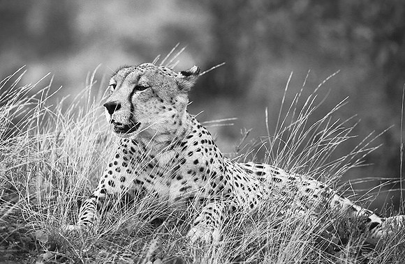 At Mashatu game reserve