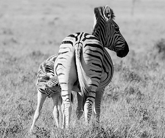 Makgadikgadi
