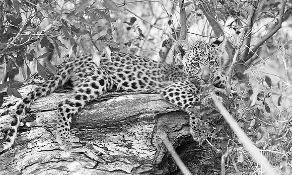 Bame's cub - Okavango