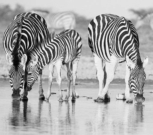 Makgadikgadi