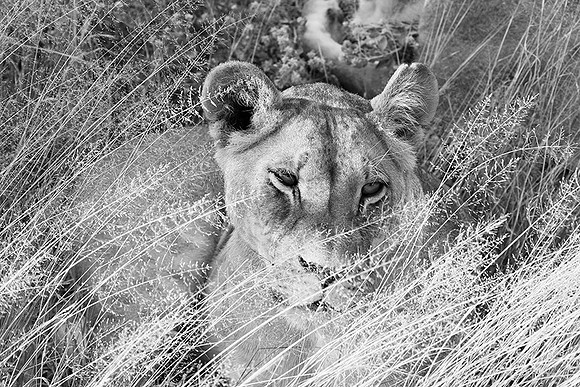 Central Kalahari