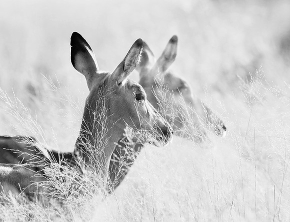 Impalas - delta of Okavango