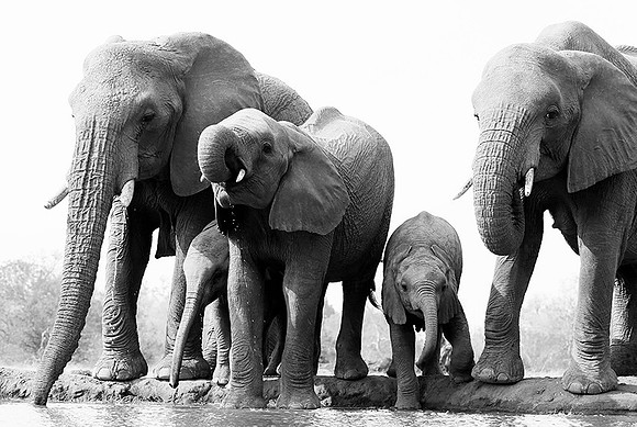 At Mashatu game reserve