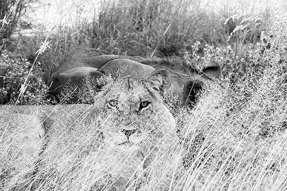 Central Kalahari