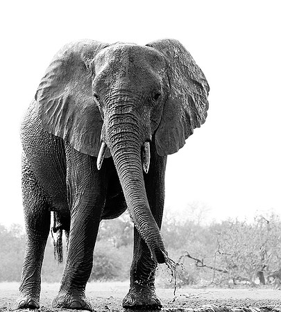 At Mashatu game reserve