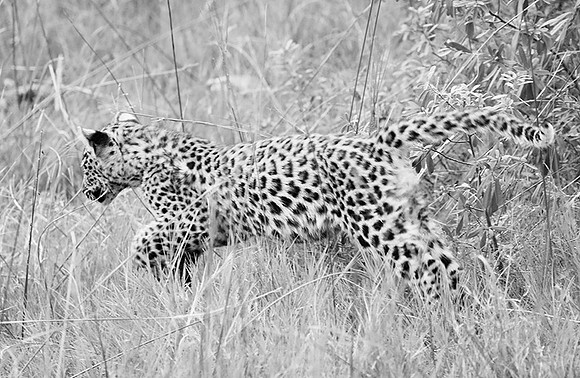 Leopard cub - Delta of Okavango