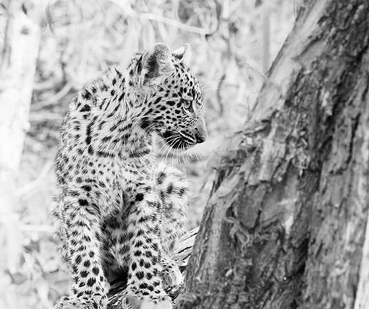 Bame's cub - Okavango