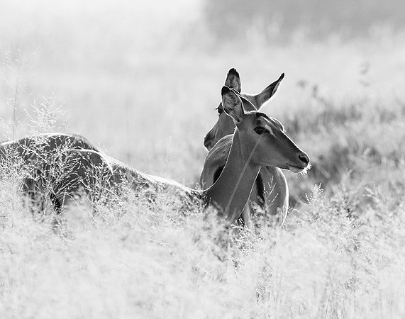 Impalas - delta of Okavango