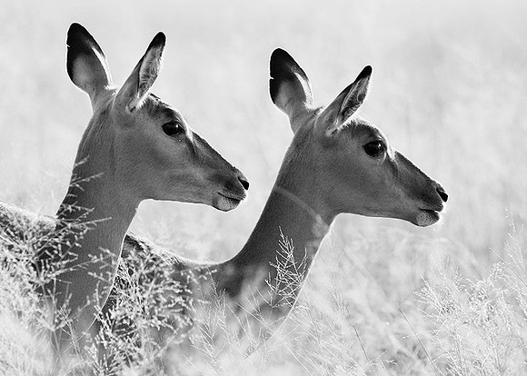 Impalas - delta of Okavango