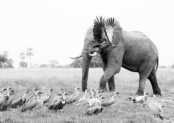 Delta of Okavango - Abu concession