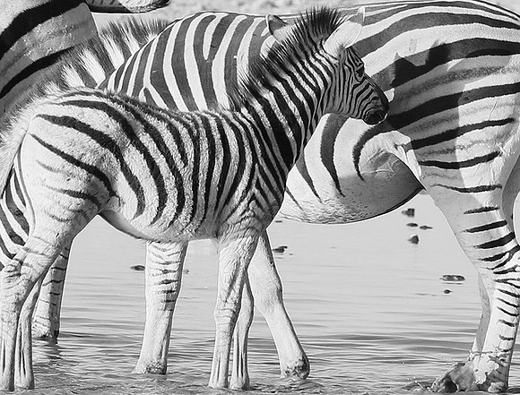 Makgadikgadi