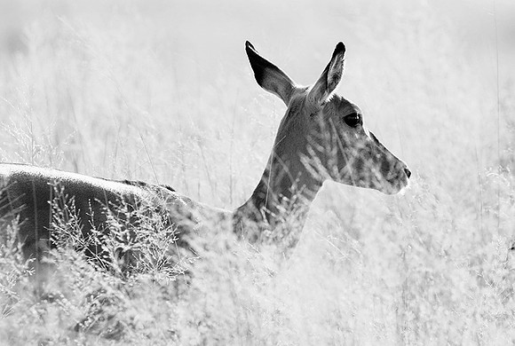 Impalas - delta of Okavango