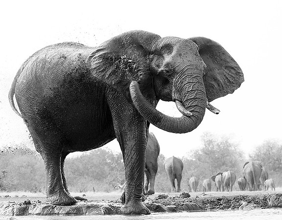 At Mashatu game reserve