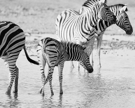 Makgadikgadi