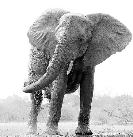 At Mashatu game reserve