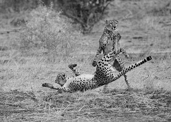 At Mashatu game reserve