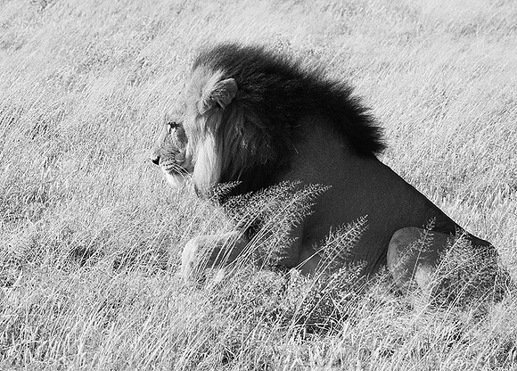 Central Kalahari