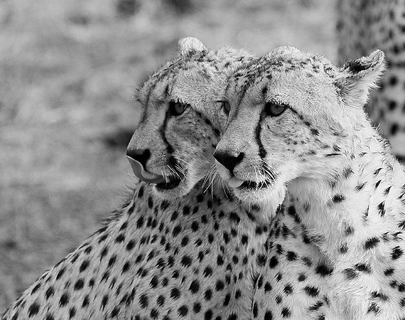 At Mashatu game reserve