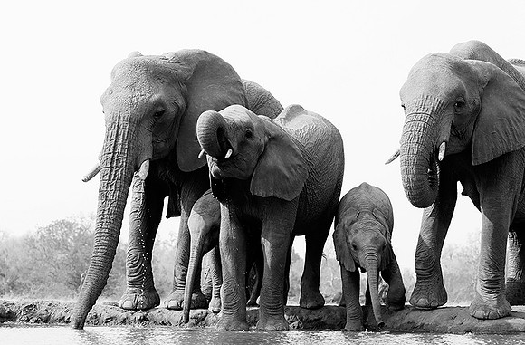 At Mashatu game reserve