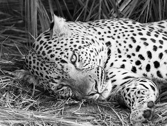 Leopard Mafunyane - Okavango