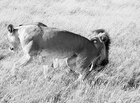 Central Kalahari