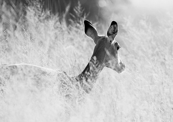 Impalas - delta of Okavango