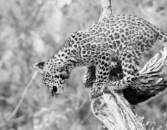 Bame's cub - Abu
