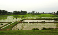 Landscape near Hanoï