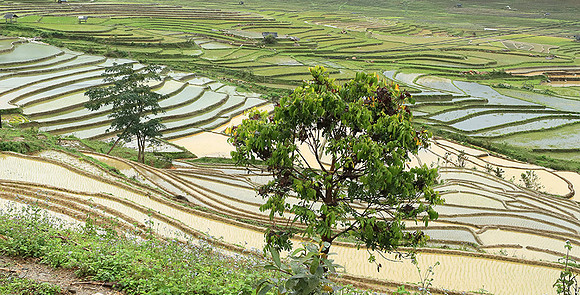 Paddy fields - North Vietnam