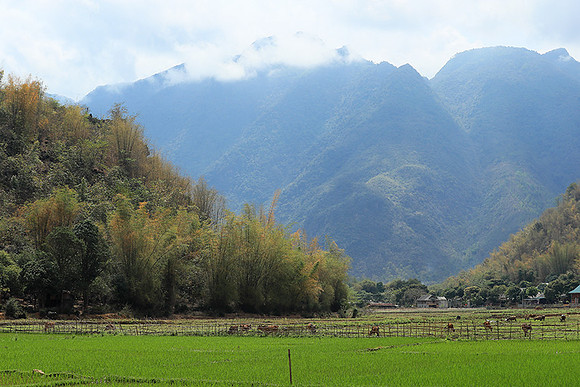 Paddy fields - North Vietnam