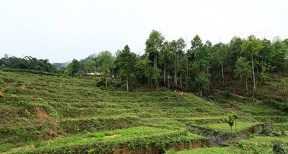 Paddy fields - North Vietnam