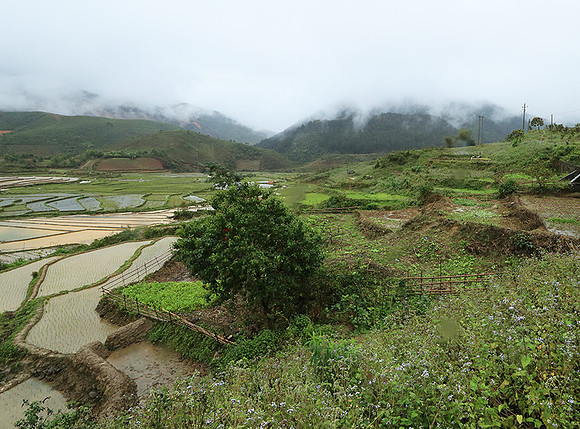 Paddy fields - North Vietnam