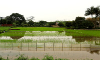 Landscape near Hanoï