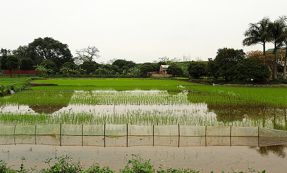 Landscape near Hanoï