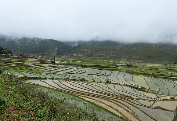Paddy fields - North Vietnam